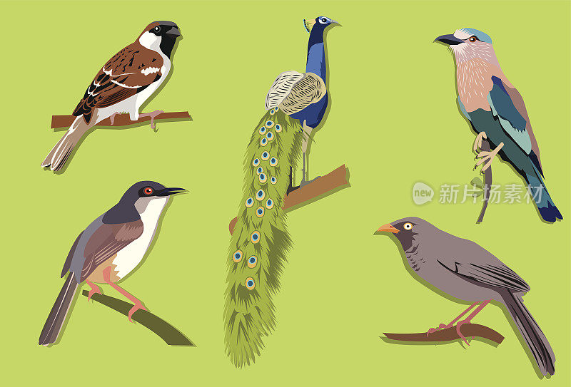 印度鸟类设置-麻雀，孔雀，Prinia, Babbler, Roller